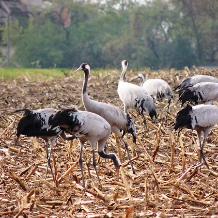 Apartment Hoppenberg 5 - Schröder Ostseeheilbad Zingst
