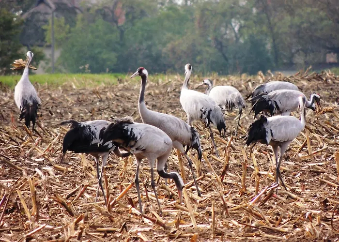 公寓 Hoppenberg 5 - Schroeder 青斯特